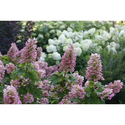 Proven Winners Direct Gatsby Pink Oakleaf Hydrangea (Quercifolia)