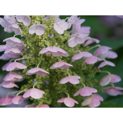 Proven Winners Direct Gatsby Pink Oakleaf Hydrangea (Quercifolia)