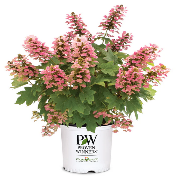 Proven Winners Direct Gatsby Pink Oakleaf Hydrangea (Quercifolia)