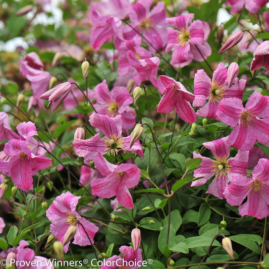 Proven Winners Direct Pink Mink Clematis