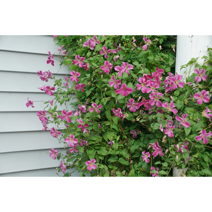 Proven Winners Direct Pink Mink Clematis