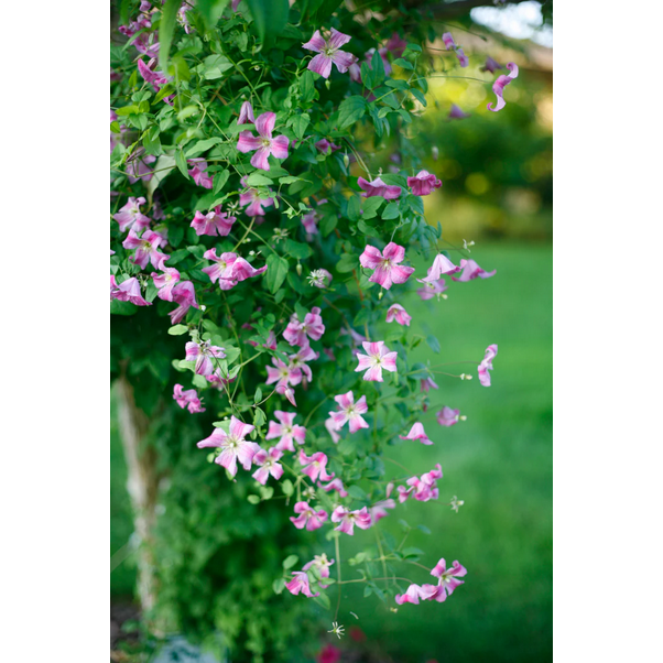 Proven Winners Direct Pink Mink Clematis