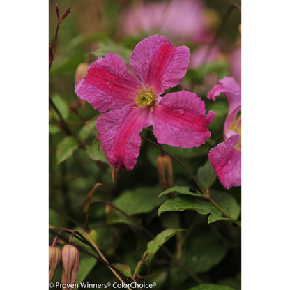 Proven Winners Direct Pink Mink Clematis