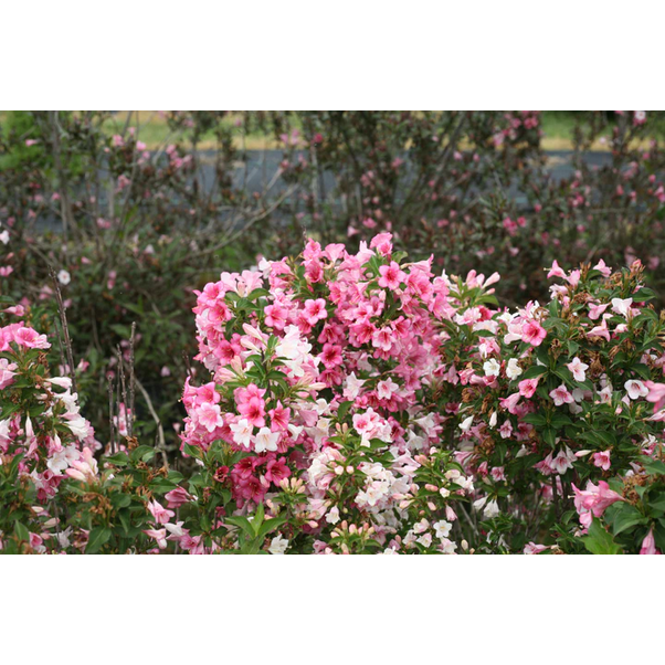 Proven Winners Direct Czechmark Trilogy (Weigela)