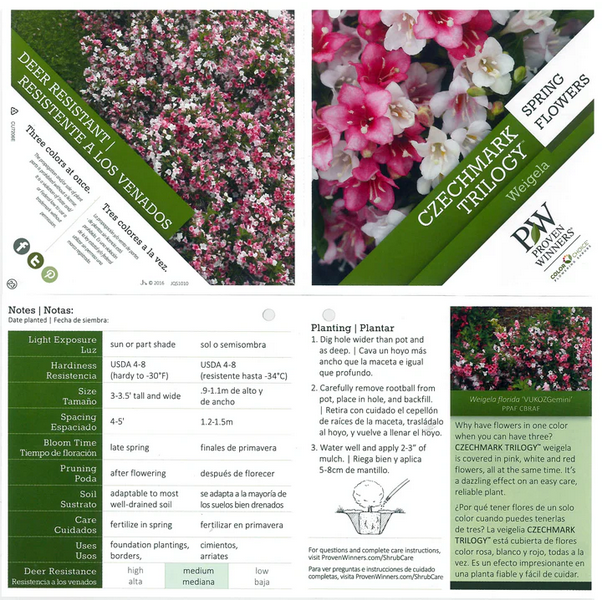 Proven Winners Direct Czechmark Trilogy (Weigela)