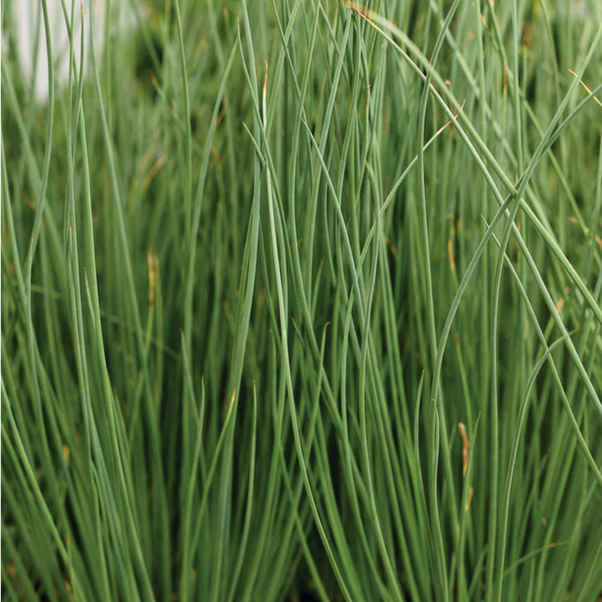 Proven Winners Direct Graceful Grasses Blue Mohawk Soft Rush (Juncus)