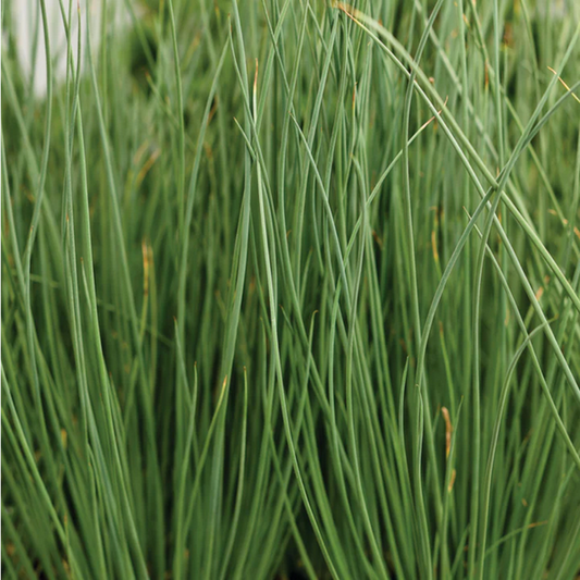 Proven Winners Direct Graceful Grasses Blue Mohawk Soft Rush (Juncus)