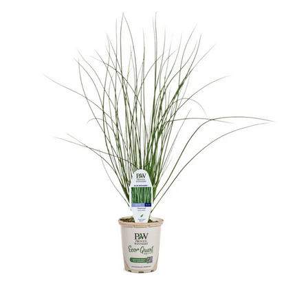 Proven Winners Direct Graceful Grasses Blue Mohawk Soft Rush (Juncus)