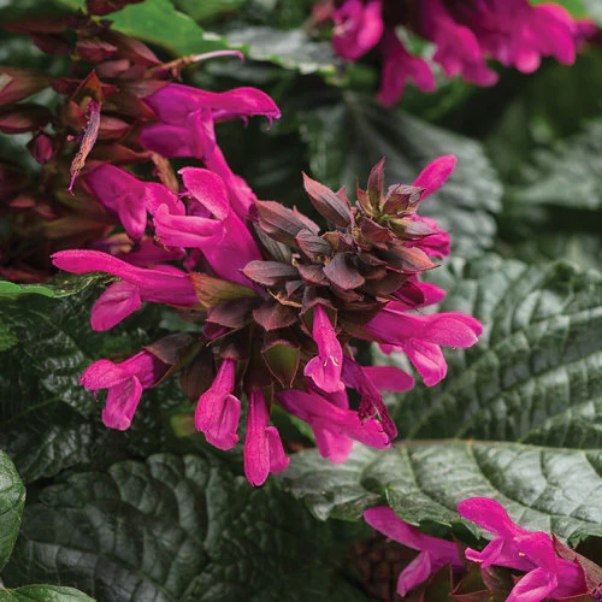 Proven Winners Direct Rockin' Fuchsia (Salvia)