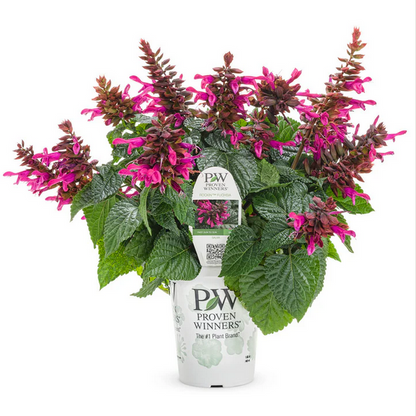 Proven Winners Direct Rockin' Fuchsia (Salvia)