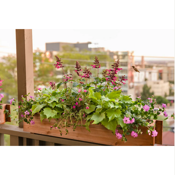 Proven Winners Direct Rockin' Fuchsia (Salvia)