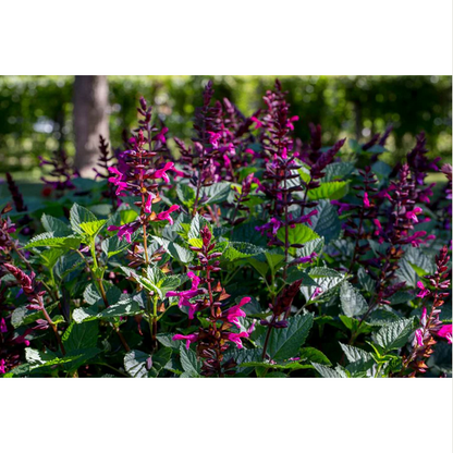 Proven Winners Direct Rockin' Fuchsia (Salvia)