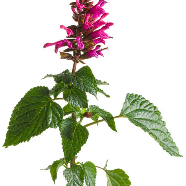 Proven Winners Direct Rockin' Fuchsia (Salvia)