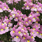 Proven Winners Direct Aromance Pink (Nemesia)