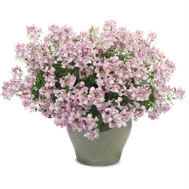 Proven Winners Direct Aromance Pink (Nemesia)