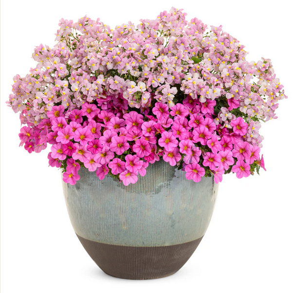 Proven Winners Direct Aromance Pink (Nemesia)