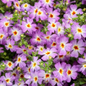 Proven Winners Direct Safari Sky South African Phlox (Jamesbrittenia)