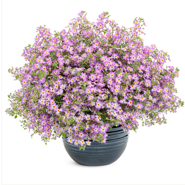 Proven Winners Direct Safari Sky South African Phlox (Jamesbrittenia)