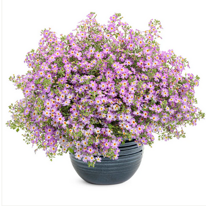 Proven Winners Direct Safari Sky South African Phlox (Jamesbrittenia)