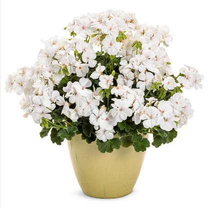 Proven Winners Direct Boldly White Geranium (Pelargonium Interspecific) - New Proven Winners Variety 2024