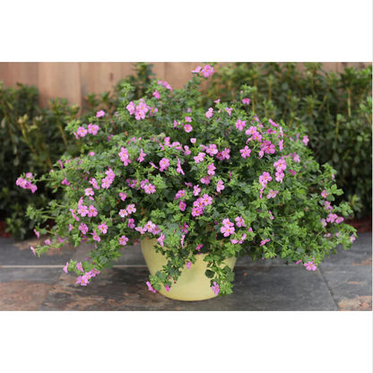 Proven Winners Direct Snowstorm Rose Bacopa (Sutera)