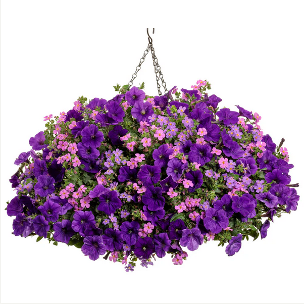 Proven Winners Direct Snowstorm Rose Bacopa (Sutera)