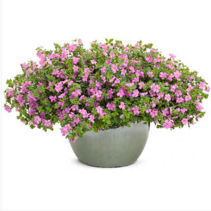 Proven Winners Direct Snowstorm Rose Bacopa (Sutera)