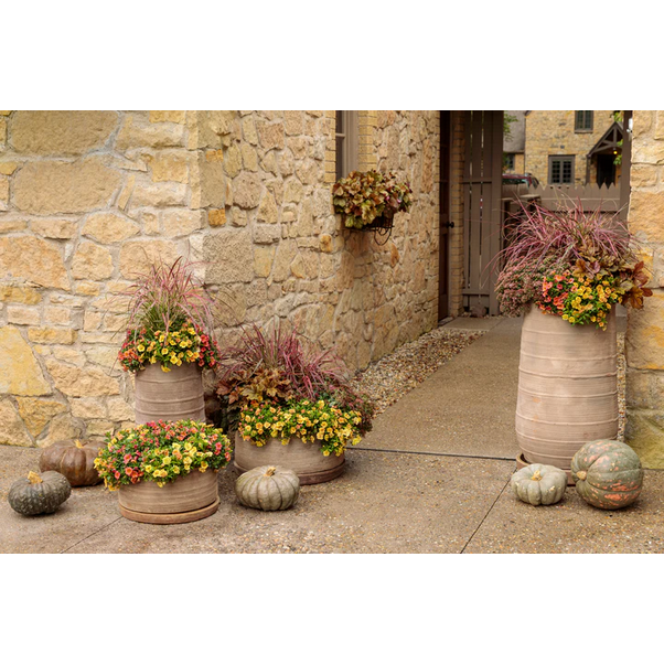 Proven Winners Direct Graceful Grasses 'Fireworks' Fountain Grass (Pennisetum)