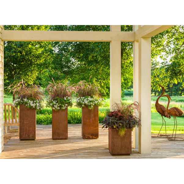 Proven Winners Direct Graceful Grasses 'Fireworks' Fountain Grass (Pennisetum)