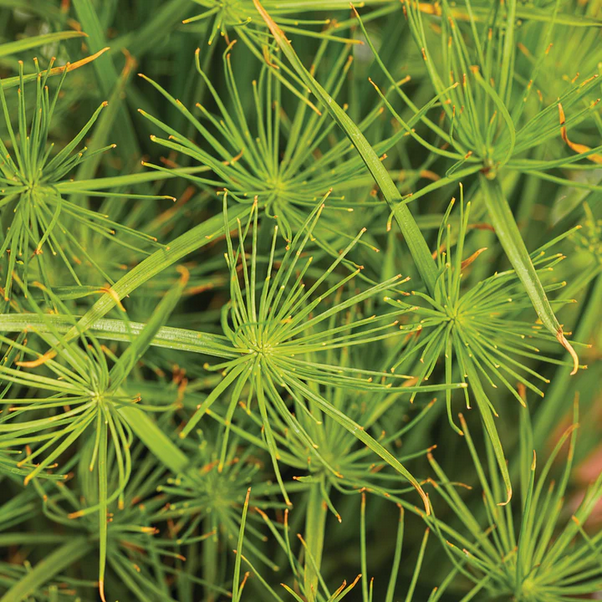 Proven Winners Direct Graceful Grasses Queen Tut (Cyperus)