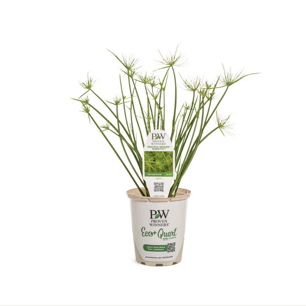 Proven Winners Direct Graceful Grasses Queen Tut (Cyperus)