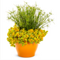 Proven Winners Direct Graceful Grasses Queen Tut (Cyperus)