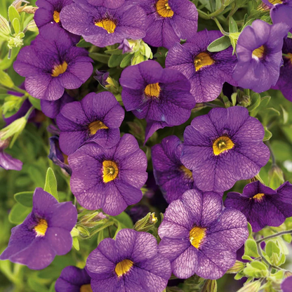 Proven Winners Direct Superbells Blue (Calibrachoa) - New Proven Winners Variety 2024