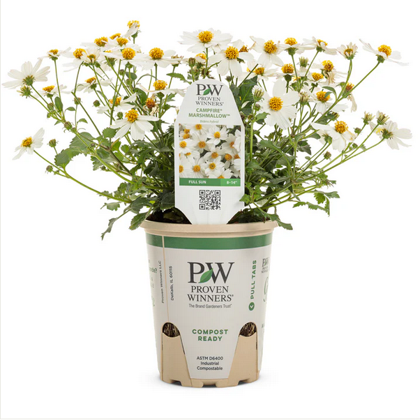 Proven Winners Direct Campfire Marshmallow (Bidens) - New Proven Winners Variety 2024