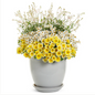 Proven Winners Direct Campfire Marshmallow (Bidens) - New Proven Winners Variety 2024