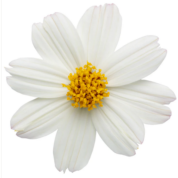 Proven Winners Direct Campfire Marshmallow (Bidens) - New Proven Winners Variety 2024