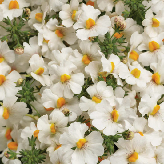 Proven Winners Direct Sunsatia Coconut (Nemesia) - New Proven Winners Variety 2024