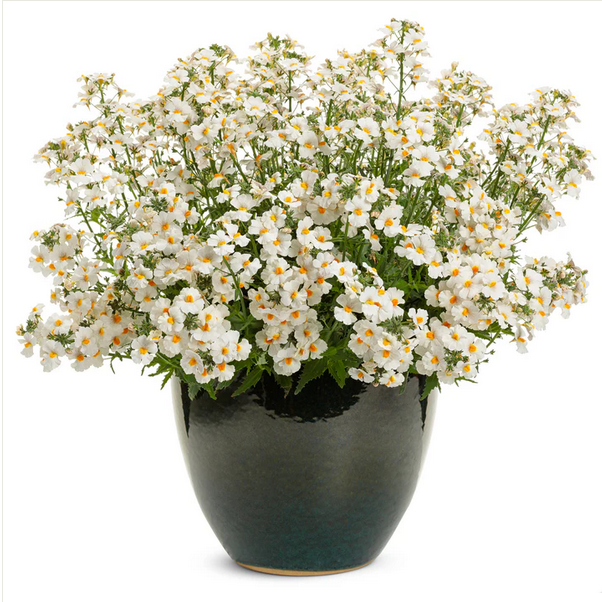 Proven Winners Direct Sunsatia Coconut (Nemesia) - New Proven Winners Variety 2024