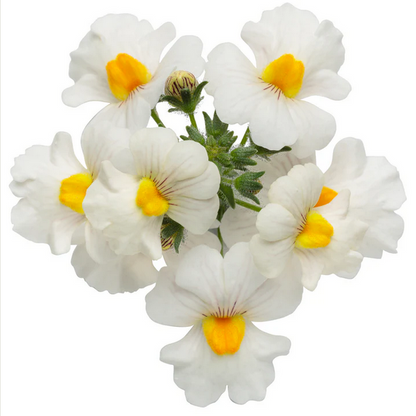 Proven Winners Direct Sunsatia Coconut (Nemesia) - New Proven Winners Variety 2024