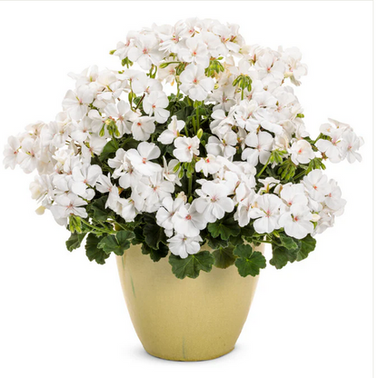 Proven Winners Direct Boldly White Geranium (Pelargonium Interspecific) - New Proven Winners Variety 2024