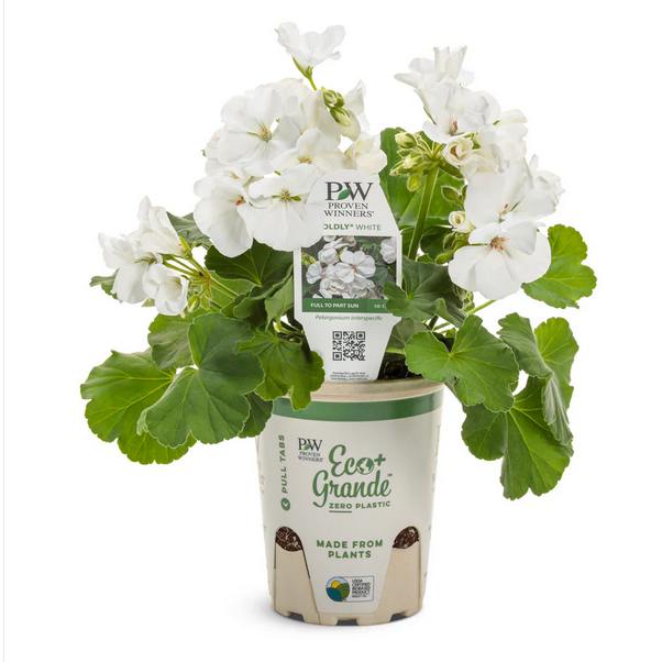 Proven Winners Direct Boldly White Geranium (Pelargonium Interspecific) - New Proven Winners Variety 2024