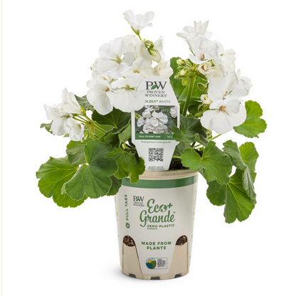 Proven Winners Direct Boldly White Geranium (Pelargonium Interspecific) - New Proven Winners Variety 2024