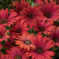 Proven Winners Direct Bright Lights Red African Daisy (Osteospermum)