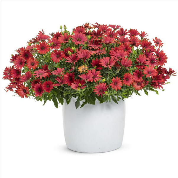 Proven Winners Direct Bright Lights Red African Daisy (Osteospermum)