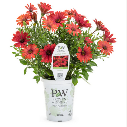 Proven Winners Direct Bright Lights Red African Daisy (Osteospermum)