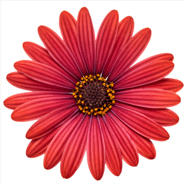 Proven Winners Direct Bright Lights Red African Daisy (Osteospermum)