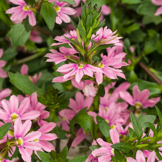 Proven Winners Direct Whirlwind Pink Fan Flower (Scaevola)