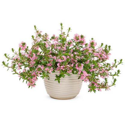 Proven Winners Direct Whirlwind Pink Fan Flower (Scaevola)