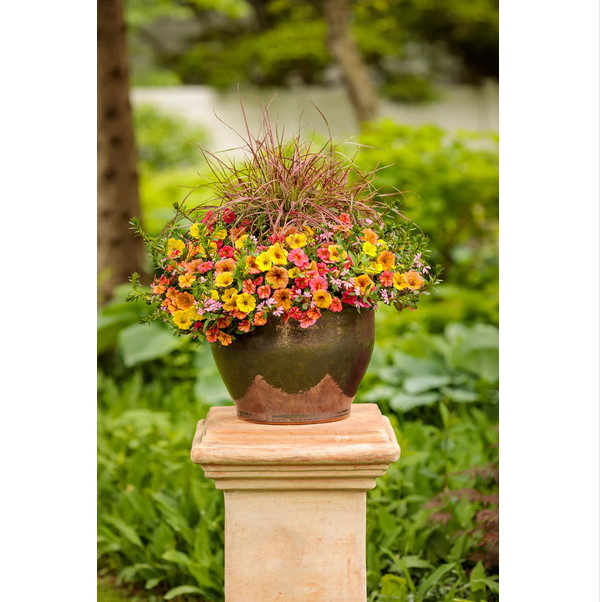 Proven Winners Direct Whirlwind Pink Fan Flower (Scaevola)