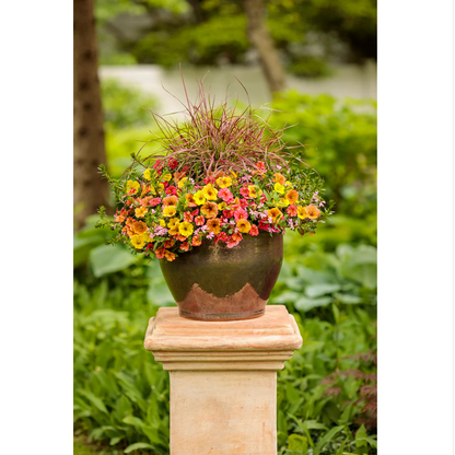 Proven Winners Direct Whirlwind Pink Fan Flower (Scaevola)